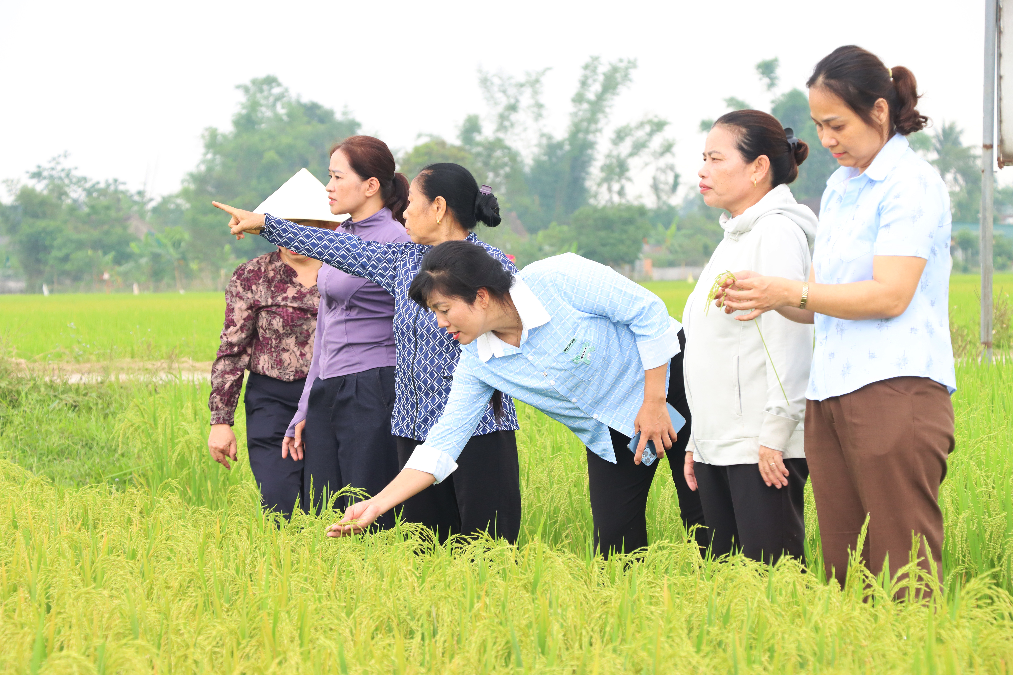 Hội nông dân xã Đức Thọ tham quan thực tế mô hình tích tụ ruộng đất tại thôn đồng vịnh xã Đức Thọ.