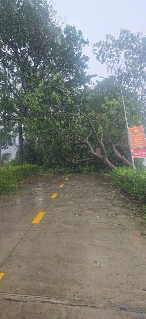 Sáng nay ngày 26/8 tại xã Đức Thọ Cây cối đổ gãy trong đêm sau khi bão vào tại các trục đường. 