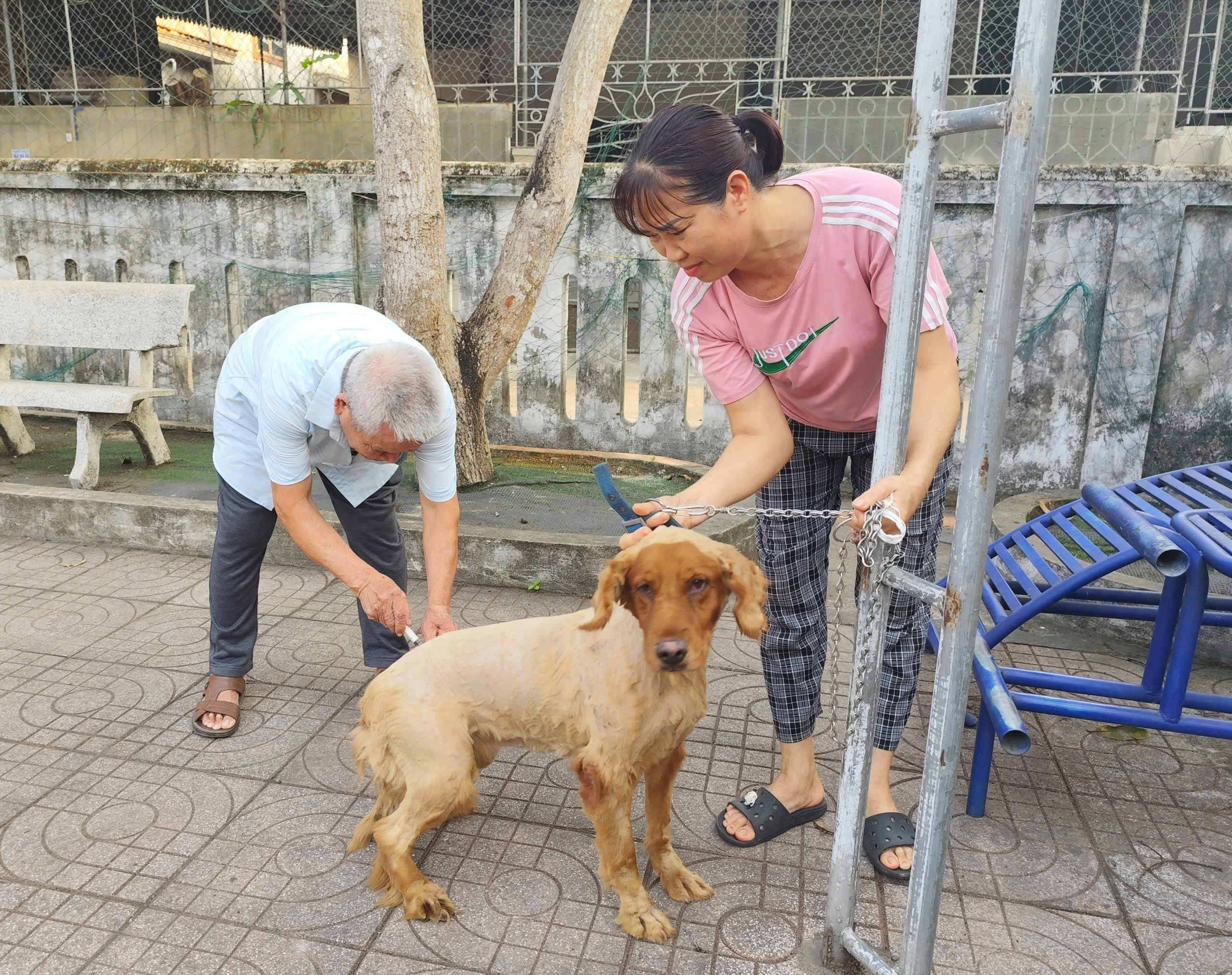 Xã Đức Thọ triển khai tiêm phòng dại cho đàn chó năm 2026