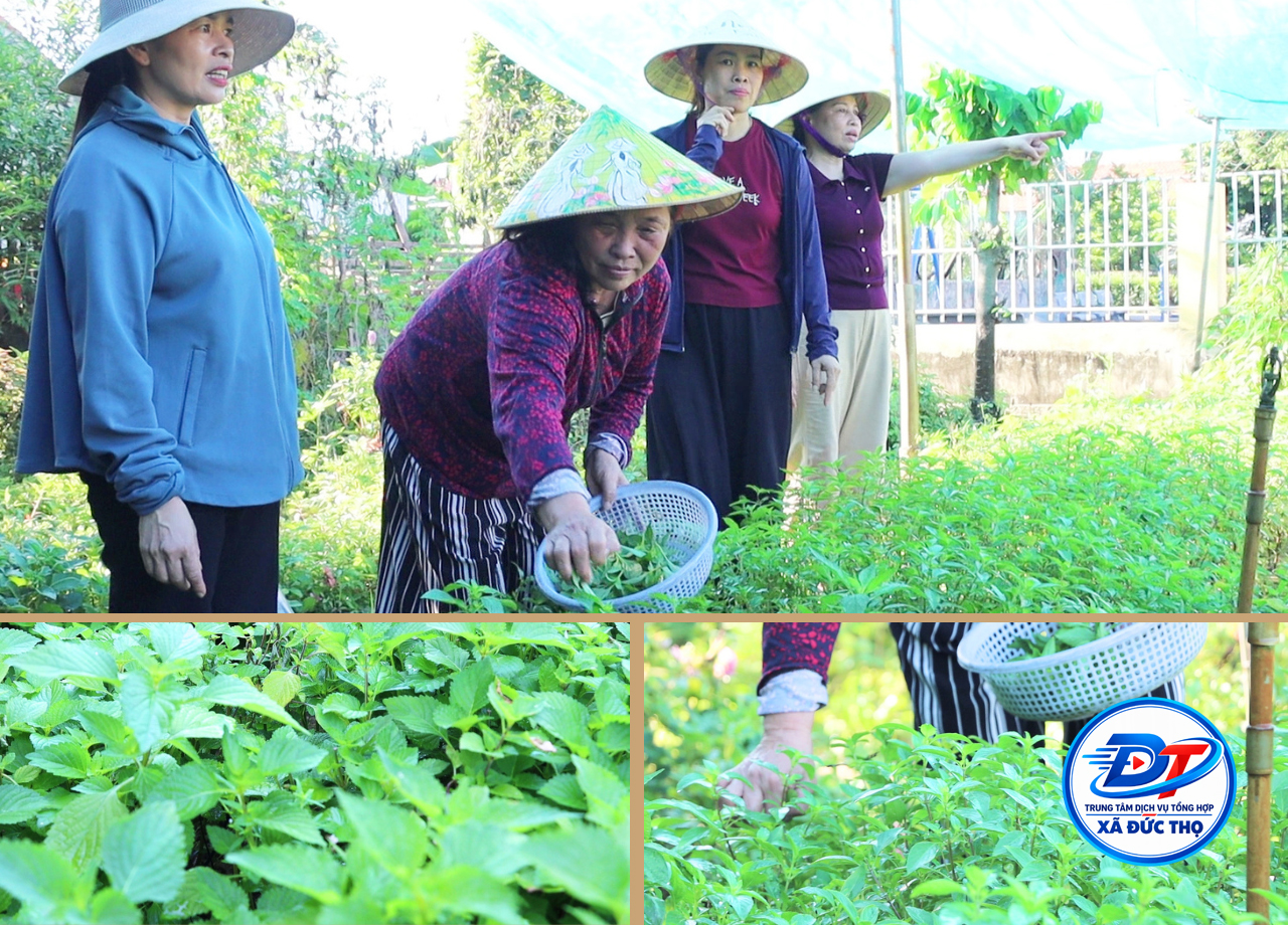 Những luống rau xanh giúp phụ nữ Thôn Mai Hồ tăng thu nhập. xóa đói giảm nghèo