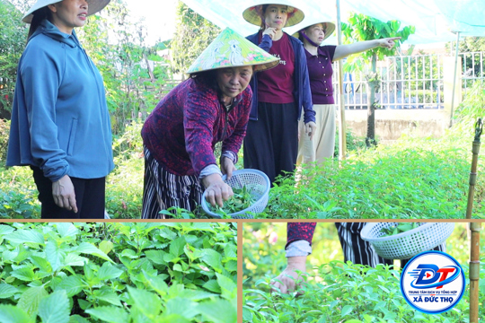 Những luống rau xanh giúp phụ nữ Thôn Mai Hồ tăng thu nhập. xóa đói giảm nghèo 