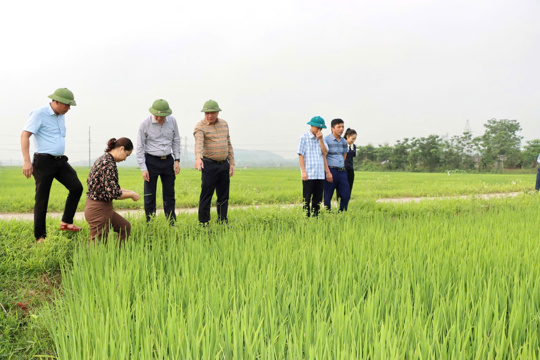 Lãnh đạo xã Đức Thọ kiểm tra tình hình sản xuất nông nghiệp trên địa bàn 