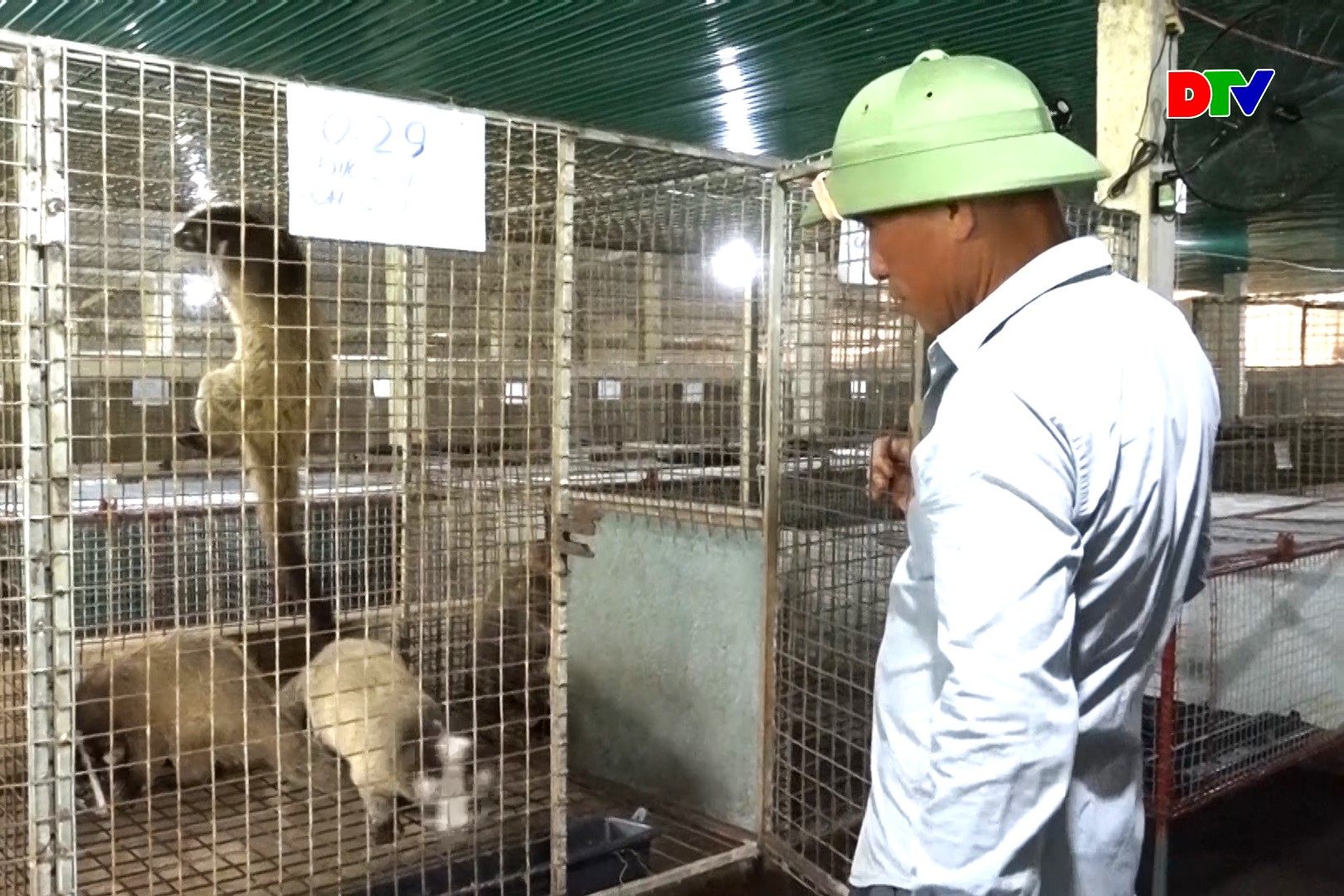 Phóng sự: Đầu tư tiền tỷ nuôi chồn sọc sinh sản