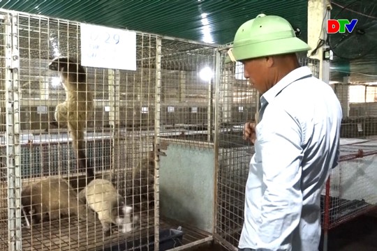 Phóng sự: Đầu tư tiền tỷ nuôi chồn sọc sinh sản