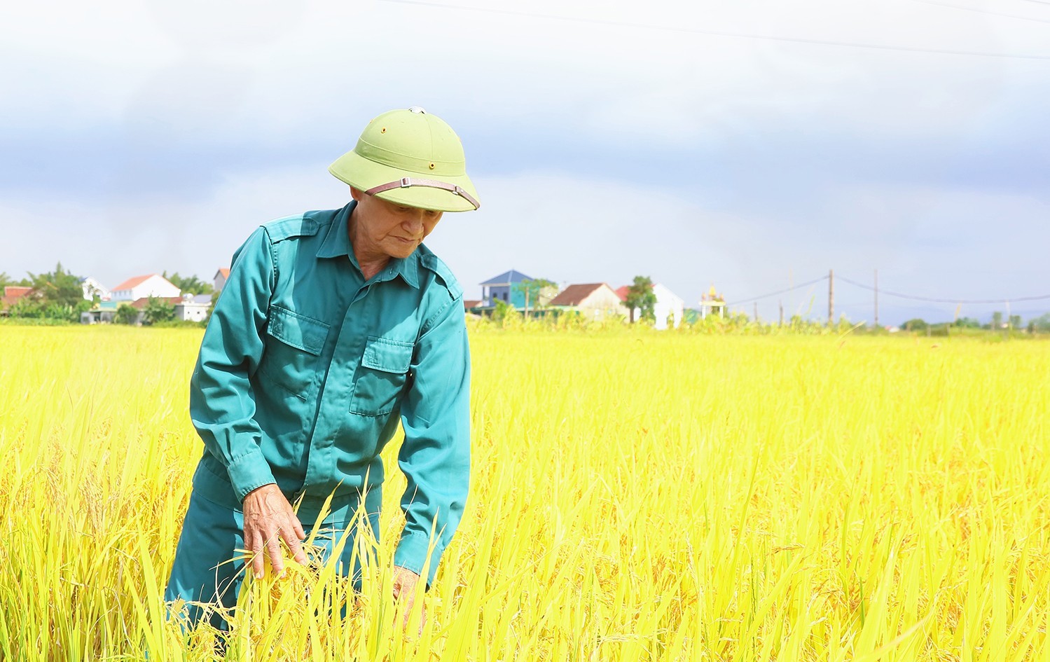 Mùa vàng trên những cánh đồng xã Đức Thọ