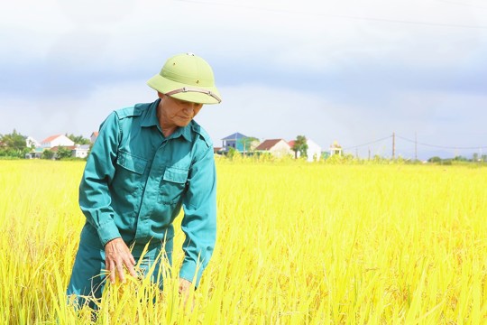 Mùa vàng trên những cánh đồng xã Đức Thọ 