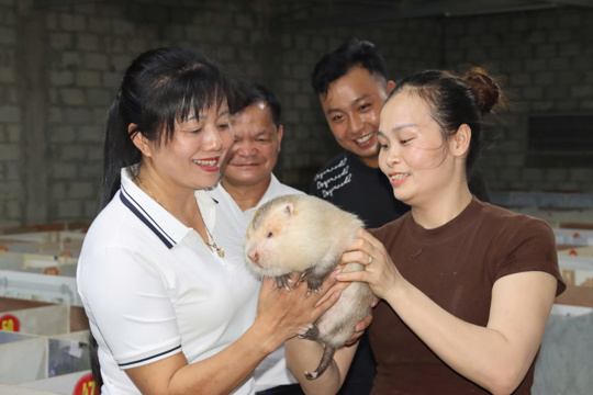 Hội Nông dân xã Đức Thọ: Mạnh dạn tìm hướng xây dựng các mô hình chăn nuôi có giá trị kinh tế cao. 