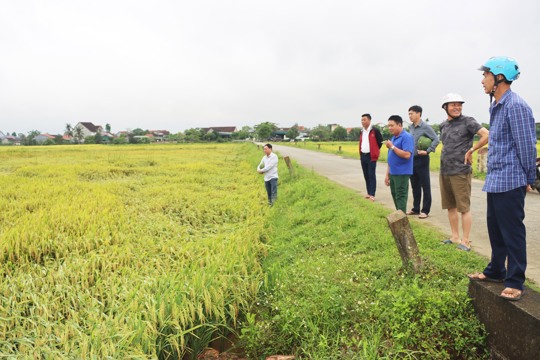 Xã Đức Thọ: Lãnh đạo xã kiểm tra chỉ đạo khắc phục một số diện tích lúa bị đổ ngã do ảnh hưởng của dông lốc. 