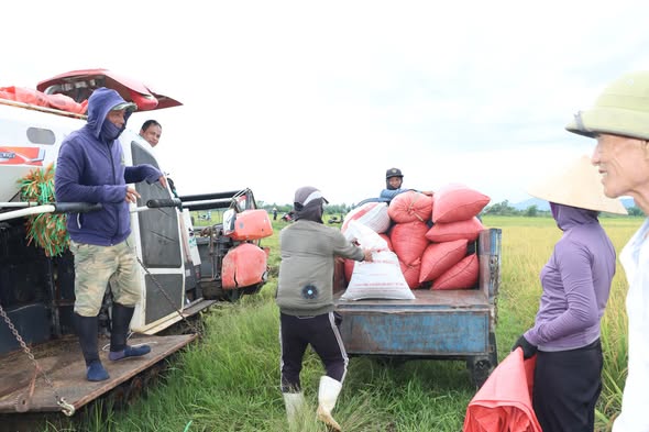 Đức Thọ: Khẩn trương thu hoạch lúa hè thu 