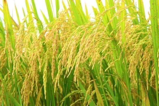Về việc tập trung thu hoạch lúa vụ Xuân và triển khai sản xuất vụ Hè Thu 2026 