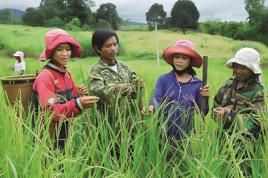 Phân bổ vốn ngân sách tại địa phương để xây dựng nông thôn mới và giảm nghèo bền vững giai đoạn 2026–2030