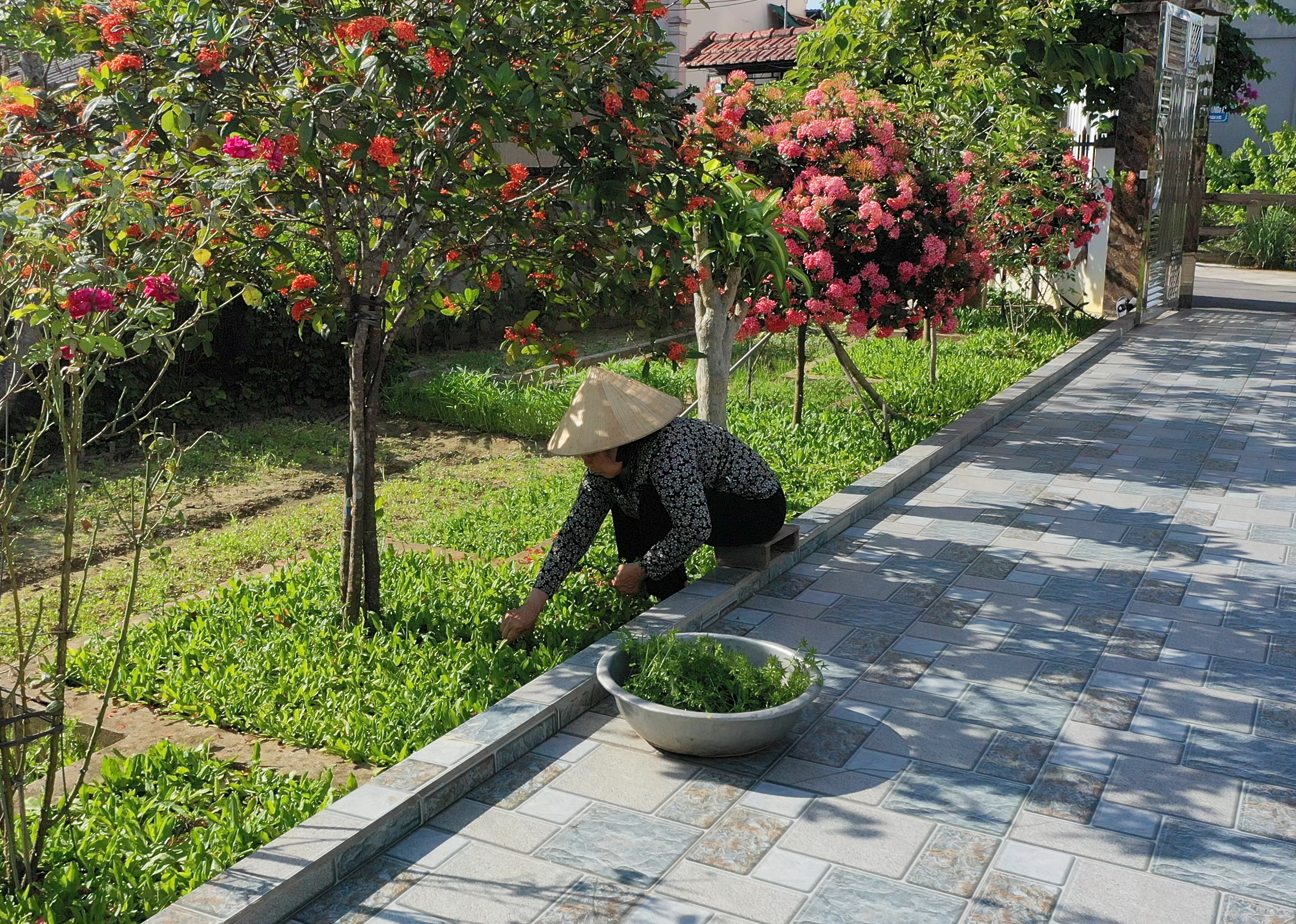 Những luống rau xanh giúp phụ nữ Thôn Mai Hồ tăng thu nhập