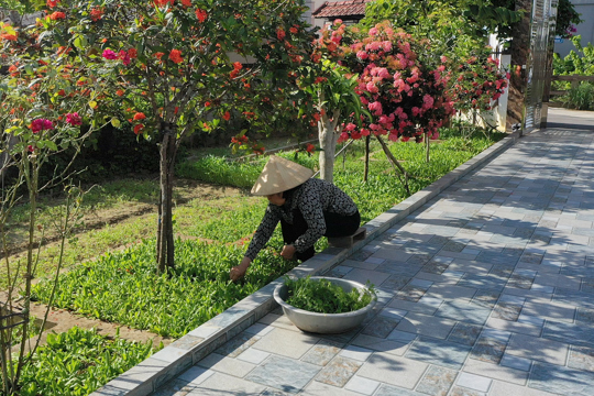 Những luống rau xanh giúp phụ nữ Thôn Mai Hồ tăng thu nhập 