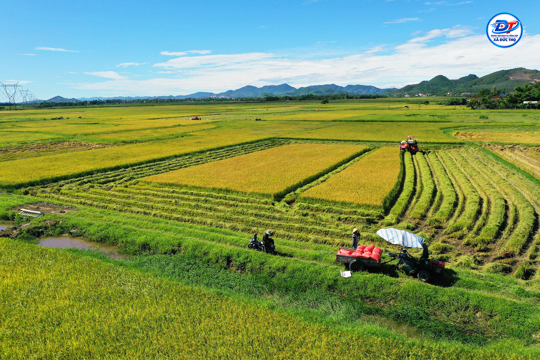 Đức Thọ khẩn trương thu hoạch lúa Hè Thu 2026 trước diễn biến mưa giông