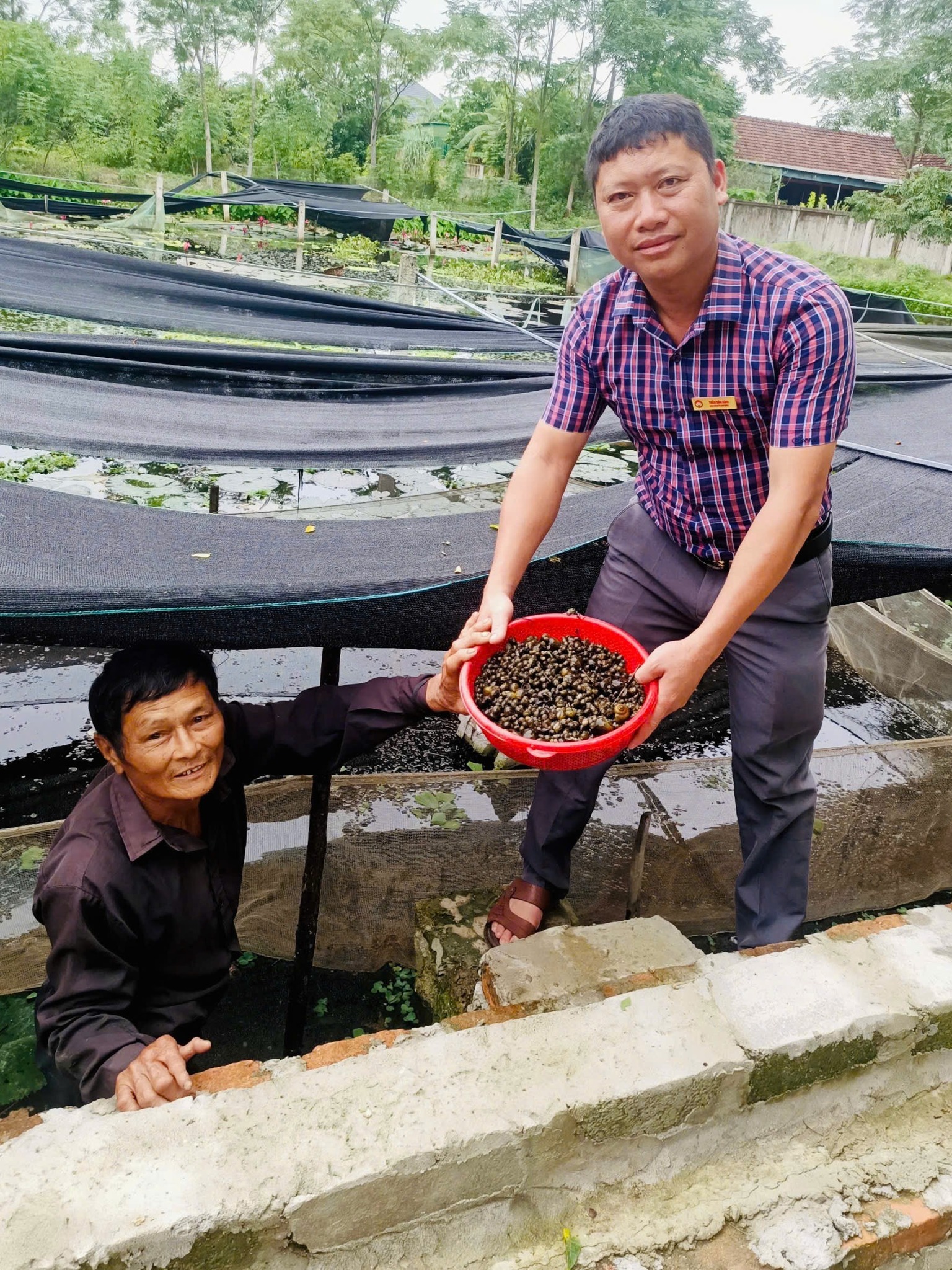 MÔ HÌNH NUÔI ỐC BÊU ĐEN HIỆU QUẢ CỦA HỘI VIÊN HỘI NÔNG DÂN XÃ ĐỨC THỌ 