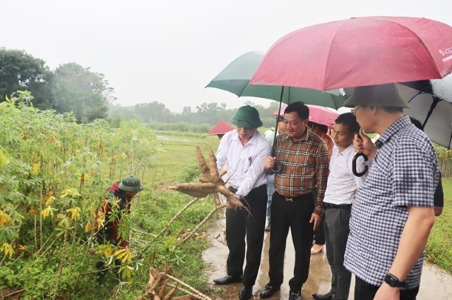 Tham quan mô hình trồng sắn nguyên liệu tại Nghệ An